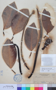 Specimen thumbnail